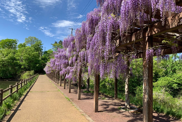 若林公園