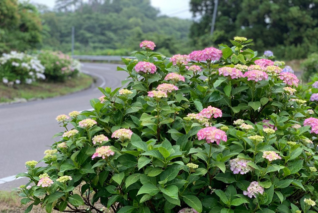 川原子あじさいロード