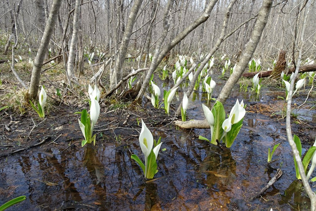 水芭蕉の森・どうだんの森