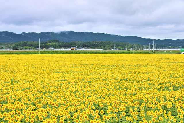 やまもとひまわり祭り