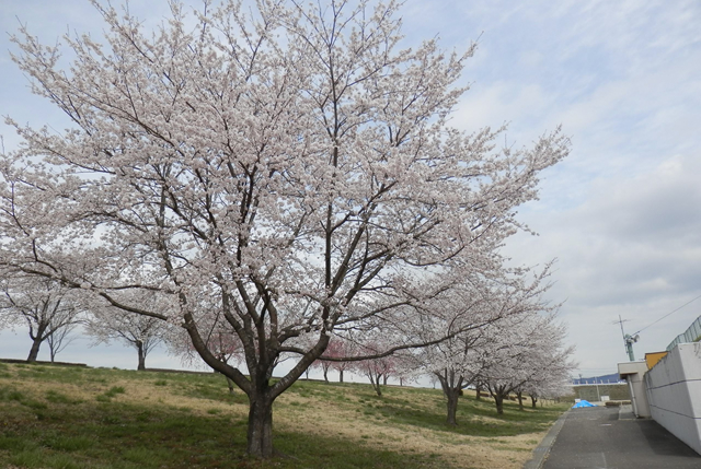 桜づつみ